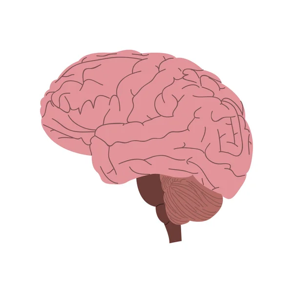Cerebro humano aislado — Vector de stock