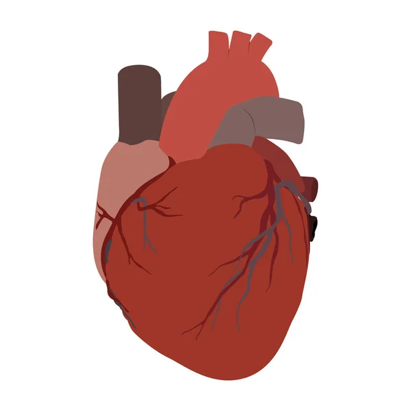 Corazón humano aislado — Vector de stock