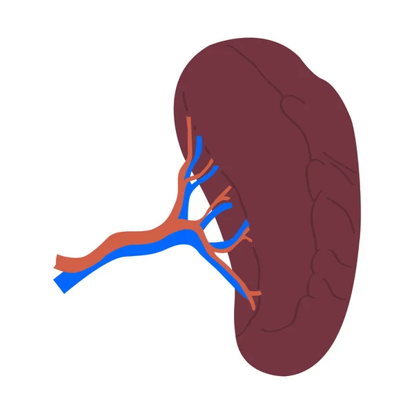 Riñón humano aislado — Vector de stock