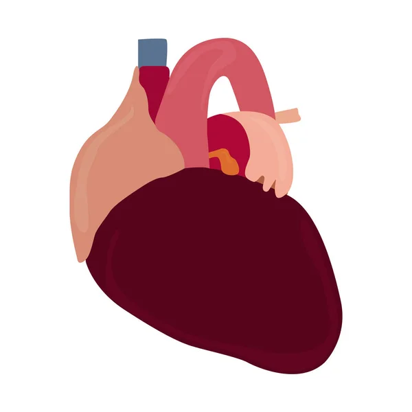 Izolované lidské srdce — Stockový vektor