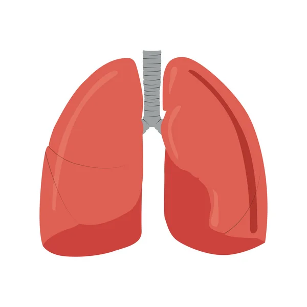 Na białym tle ludzkie płuca — Wektor stockowy