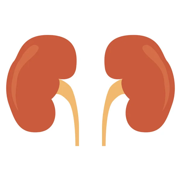 隔離された人間の腎臓 — ストックベクタ