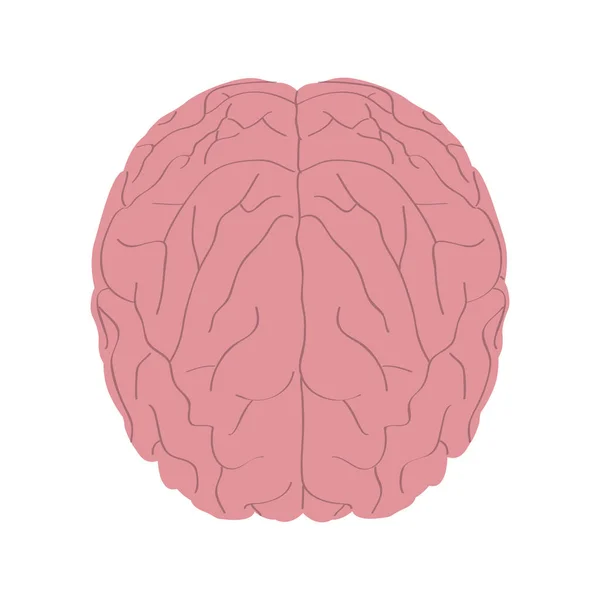 Cerebro humano aislado — Vector de stock
