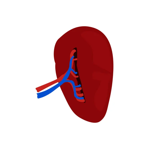 隔離された人間の腎臓 — ストックベクタ