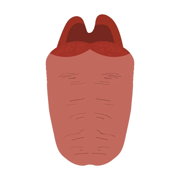 Lengua humana aislada — Vector de stock