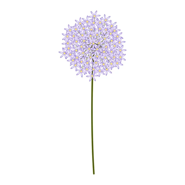 Изолированный цветок одуванчика — стоковый вектор