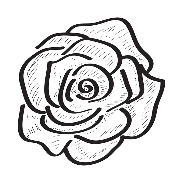 Croquis isolé d'une rose sur fond blanc — Image vectorielle