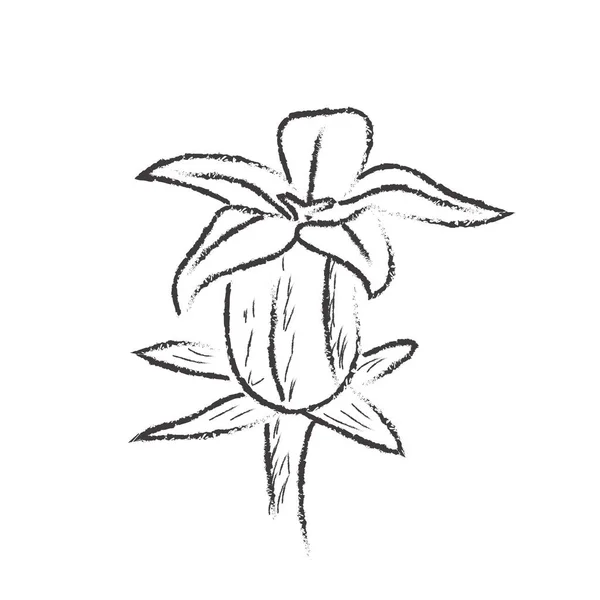 Croquis isolé d'une fleur sur fond blanc — Image vectorielle