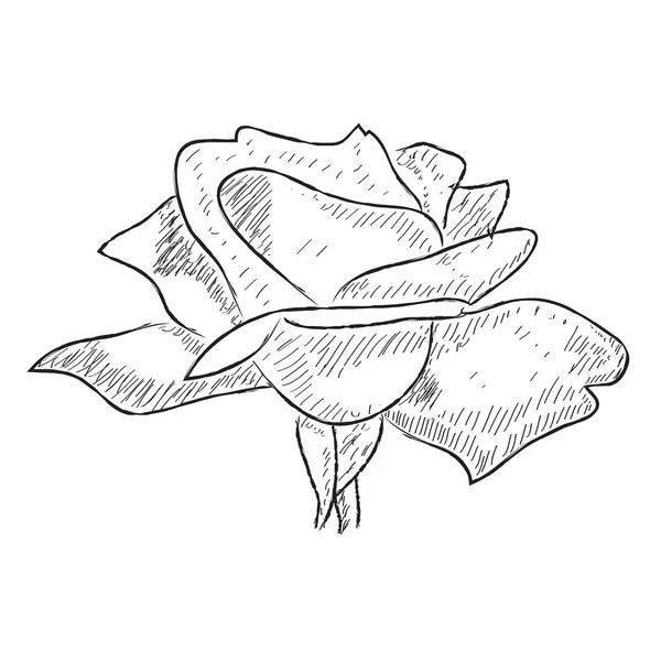 Μεμονωμένο σκίτσο ενός τριαντάφυλλου σε λευκό φόντο — Διανυσματικό Αρχείο