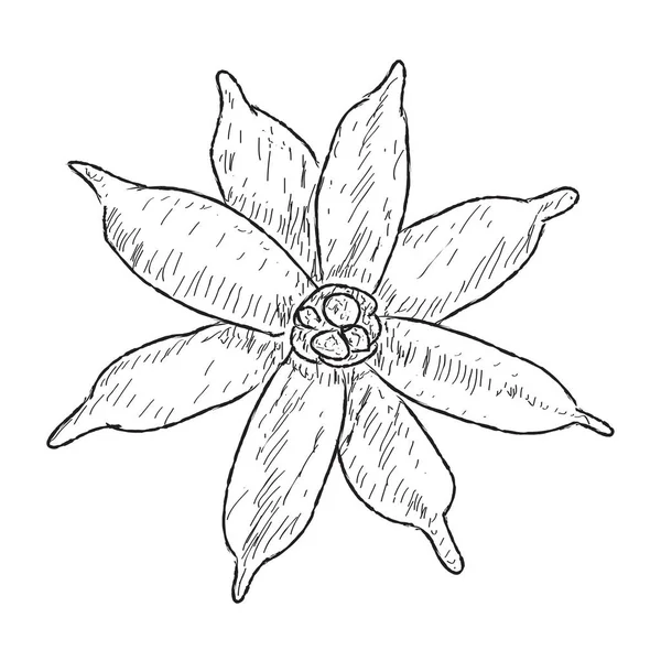 Geïsoleerde schets van een bloem op een witte achtergrond — Stockvector