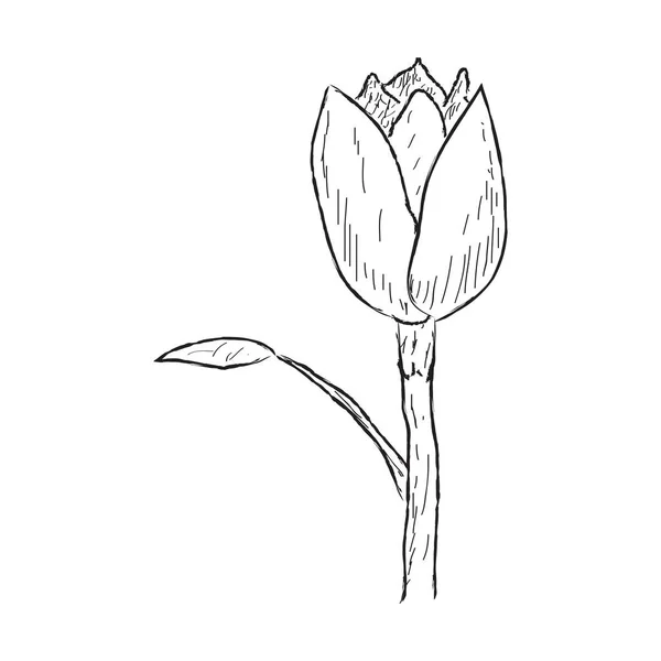 Geïsoleerde schets van een tulp op een witte achtergrond — Stockvector