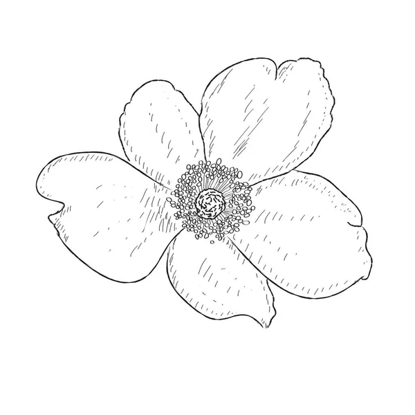 Esboço isolado de uma flor em um fundo branco — Vetor de Stock