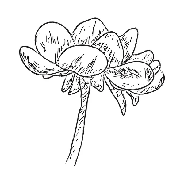 Croquis isolé d'une fleur sur fond blanc — Image vectorielle