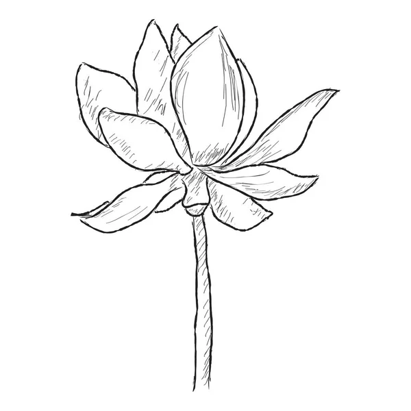 Izolovaný náčrt květiny na bílém pozadí — Stockový vektor