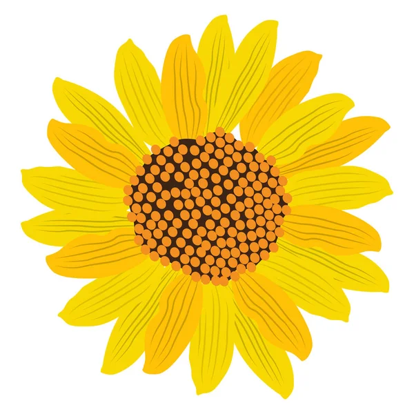 Isoliertes Sonnenblumenbild — Stockvektor