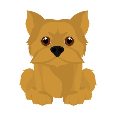 İzole sevimli yorkshire terrier