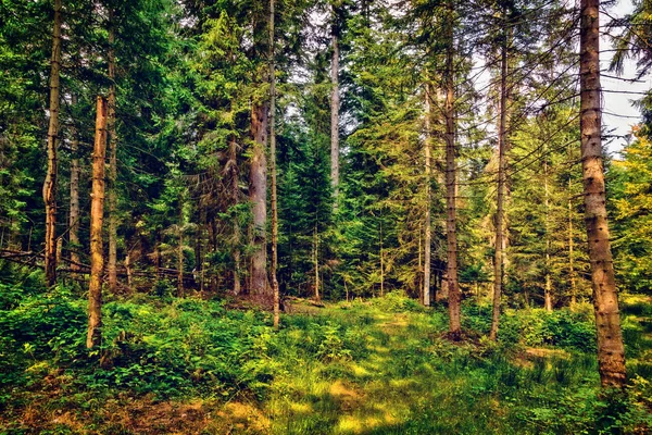 Karpatlar'daki ormanın kenarında.