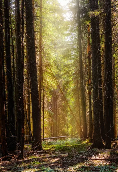 Karpat ormanındaki ışınlar