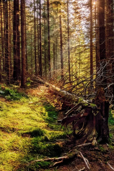 Karpat ormanındaki ışınlar