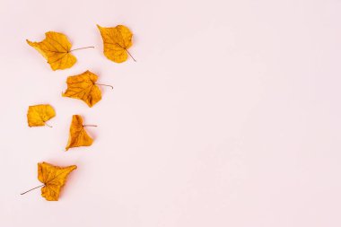 Sonbahar zarif kompozisyonu.