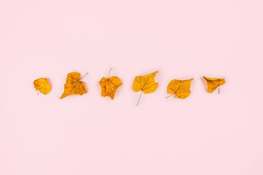 Sonbahar zarif kompozisyonu.