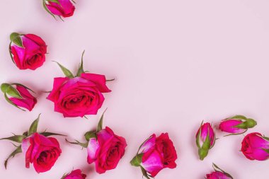 Pembe arka planda güzel güller, üst görünüm.