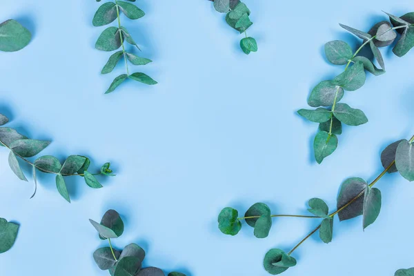 Hermosas ramitas de eucalipto sobre fondo azul, vista superior . — Foto de Stock