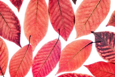 Close up golden red leaves on isolated white bakground.