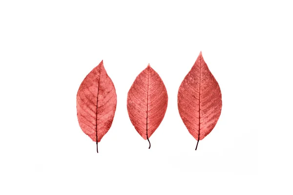 Tre foglie rosse trasparenti su fondo bianco isolato . — Foto Stock
