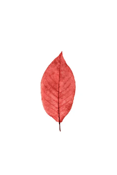 Una hoja roja transparente sobre fondo blanco aislado . — Foto de Stock