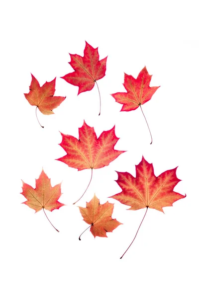 Genomskinliga röda blad på isolerad vit bakgrund. — Stockfoto