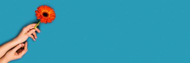 Mavi arka planda bir gerbera tutan kadın eli olan şenlikli web afişi.