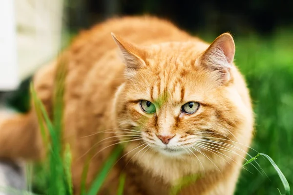 Chat Rouge Sort Maison Campagne — Photo