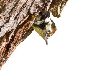 Sevimli Ağaçkakan. Beyaz arka planda izole edilmiş. Kuş: Orta Benekli Ağaçkakan. Dendrocopos medius.