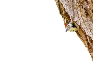 Sevimli Ağaçkakan. Beyaz arka planda izole edilmiş. Kuş: Orta Benekli Ağaçkakan. Dendrocopos medius.