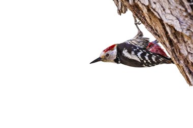 Sevimli Ağaçkakan. Beyaz arka planda izole edilmiş. Kuş: Orta Benekli Ağaçkakan. Dendrocopos medius.