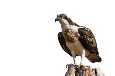 Yırtıcı kuş. İzole kartal. Beyaz arka plan. Kuş: Batı Osprey. Pandion haliaetus.