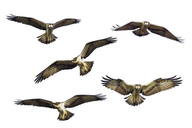 Yırtıcı kuş. İzole uçan kartal. Beyaz arka plan. Kuş: Batı Osprey. Pandion haliaetus.
