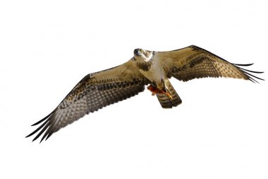 Yırtıcı kuş. İzole uçan kartal. Beyaz arka plan. Kuş: Batı Osprey. Pandion haliaetus.