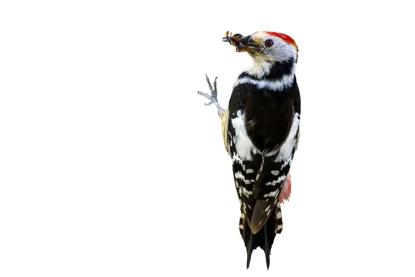 Aranyos Woodpecker Elszigetelt Fehér Alapon Madár Middle Pettyes Harkály Dendrocopos — Stock Fotó