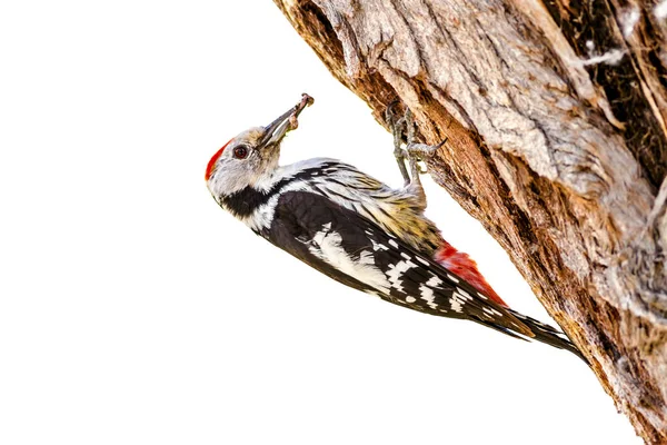 Roztomilý Woodpekker Izolován Bílém Pozadí Pták Prostřední Skvrnitý Woodpecker Dendrokopos — Stock fotografie