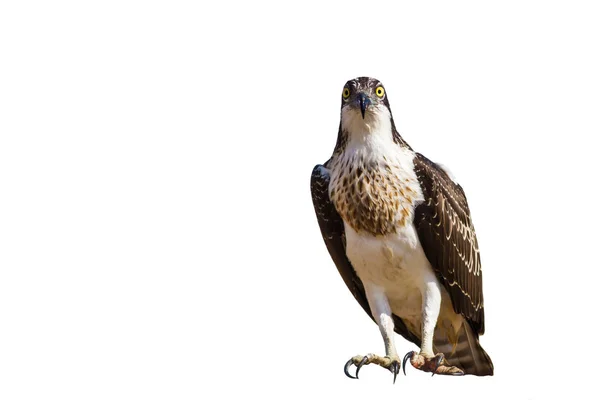 Roofvogel Geïsoleerde Adelaar Witte Achtergrond Vogel Western Osprey Pandion Haliaetus — Stockfoto