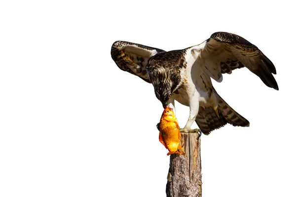 Pájaro Presa Águila Aislada Fondo Blanco Bird Western Osprey Pandion — Foto de Stock