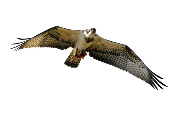 Roofvogel Geïsoleerde Vliegende Adelaar Witte Achtergrond Vogel Western Osprey Pandion — Stockfoto