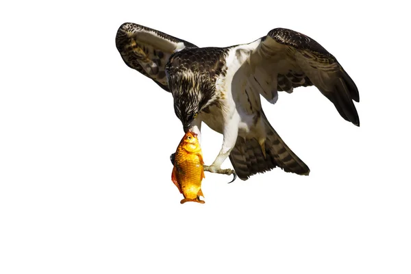 Greifvogel Vereinzelt Adler Weißer Hintergrund Vogel Fischadler Pandiahaliaetus — Stockfoto
