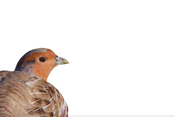 Isolerad Partridge Foto Vit Bakgrund Fågel Grå Rappare Perdix Perdix — Stockfoto