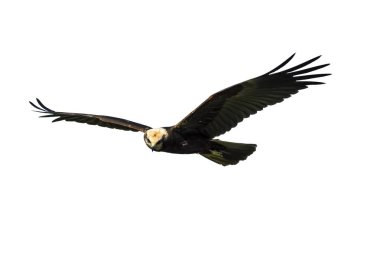 Uçan yırtıcı kuş. İzole şahin. Beyaz arka plan. Kuş: Batı Bataklık Harrier. Sirk aeruginosus