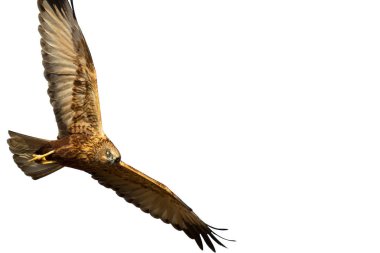 Uçan yırtıcı kuş. İzole şahin. Beyaz arka plan. Kuş: Batı Bataklık Harrier. Sirk aeruginosus