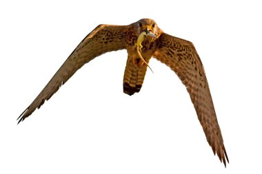 Avıyla uçan şahin. İzole edilmiş vahşi kuş. Beyaz arka plan. Şahin küçük kerkenez. 