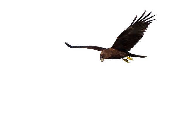 Flying bird of prey. Isolated hawk. White background. Bird: Western Marsh Harrier. Circus aeruginosus